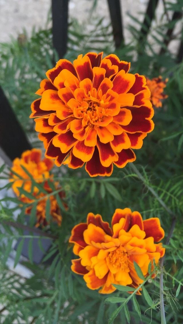 CLOSE-UP OF YELLOW FLOWERS BLOOMING OUTDOORS