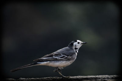 Close-up of bird perching