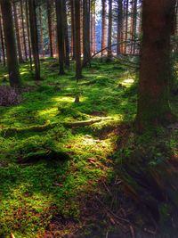 Trees in forest