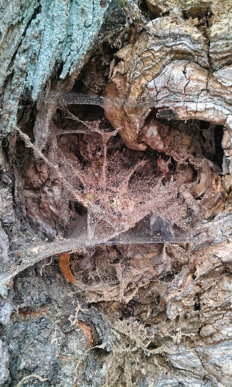 textured, close-up, full frame, backgrounds, pattern, rough, wood - material, tree trunk, weathered, natural pattern, outdoors, nature, no people, day, detail, old, bark, high angle view, damaged, rusty