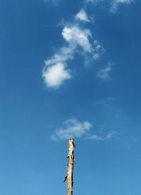 Low angle view of tree against blue sky