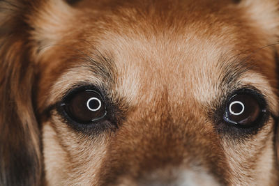 Close-up portrait of dog