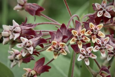 Purple flowers