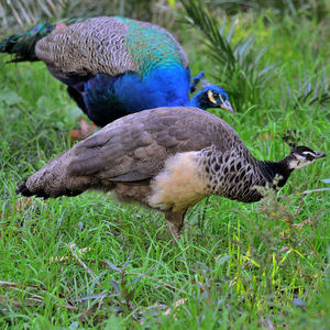 Close-up of mallard duck on land