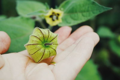 Cropped image of person holding winter cherry