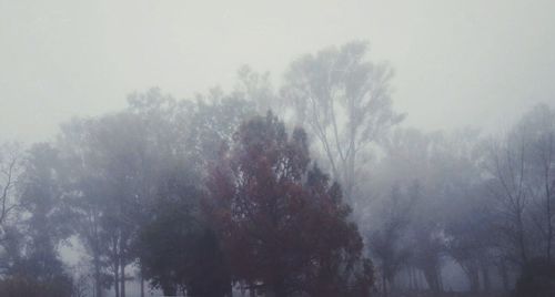 Low angle view of trees in foggy weather