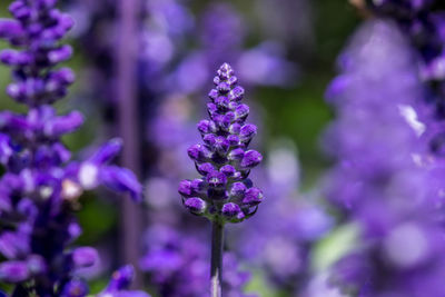 Close-up of lavender blooming outdoors