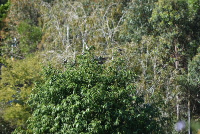 Trees growing in forest