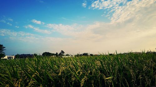 Crops growing on field against sky