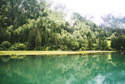 Trees in forest against sky