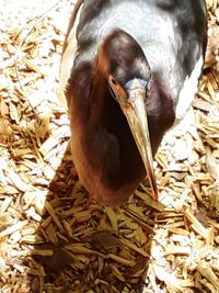 High angle view of bird in nest