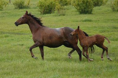 Horse and foal running on grassy field