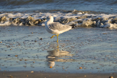 Seagulls on beach