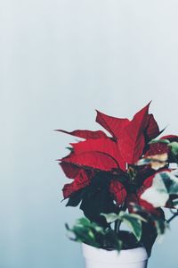 Close-up of red leaves over white background