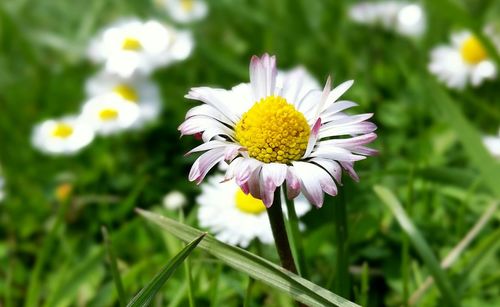 Close-up of white flowers blooming on field