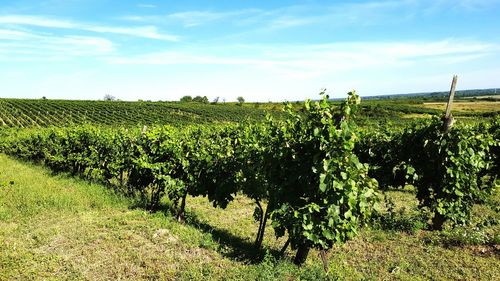 Scenic view of vineyard against cloudy sky