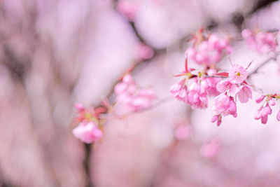 Close-up of pink cherry blossoms