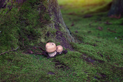 High angle view of mushrooms by tree