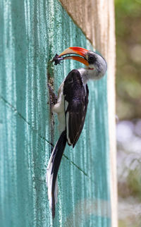 Close-up of a bird