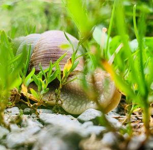 Close-up of snail on leaves
