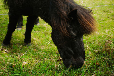 Close-up of horse grazing on field