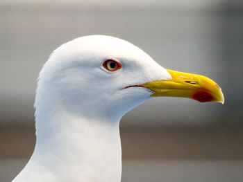 Portrait of a western gull larus occidentalis a large white-headed gull