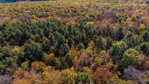 High angle view of pine trees in forest during autumn