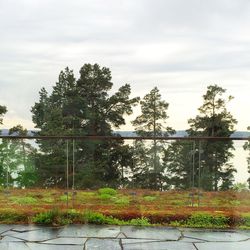 Trees by lake against sky