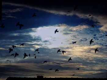 Low angle view of birds flying in sky