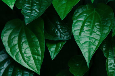 High angle view of wet leaves