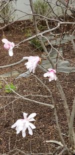 Close-up of white flower on tree branch