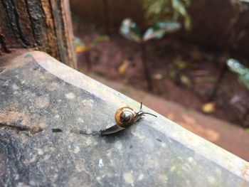 Close-up of snail on floor