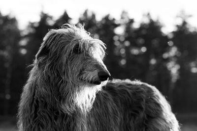 Close-up of a dog looking away