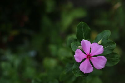 Close-up of purple flower blooming outdoors