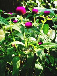 Close-up of purple flowering plant