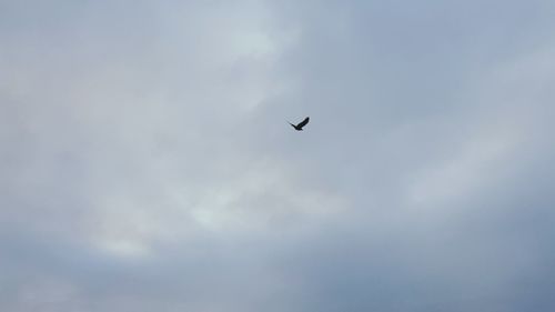 Low angle view of bird flying against sky