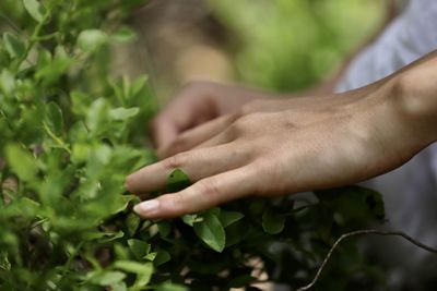 Close-up of hand holding leaf