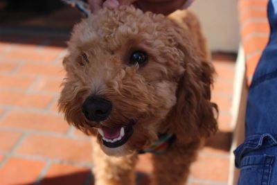 Close-up portrait of dog