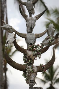 Low angle view of animal skeletons