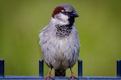 Close-up of bird perching on wooden post