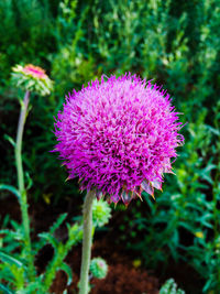 Close-up of pink flowers