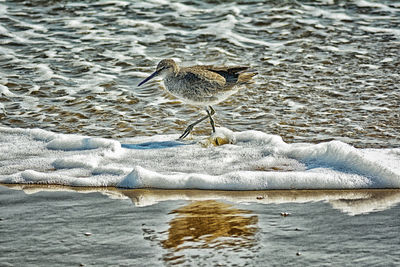 Seagull perching on lake