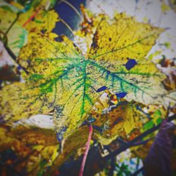 Full frame shot of autumn leaves