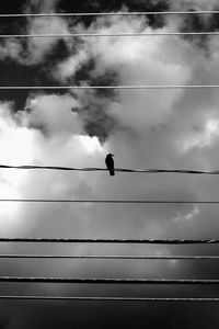 Low angle view of birds perching on cable