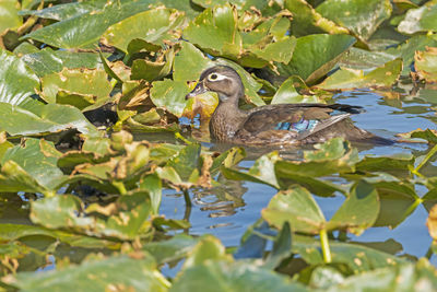 Female wood duck in a verdant pond in cuyahoga valley national park in ohio