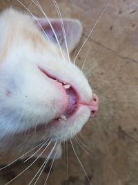 Close-up of cat yawning