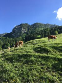 Cows grazing in pasture