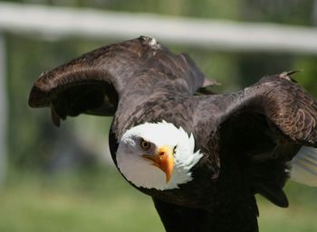 Close-up portrait of eagle