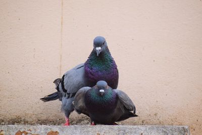 High angle view of pigeons perching on wall