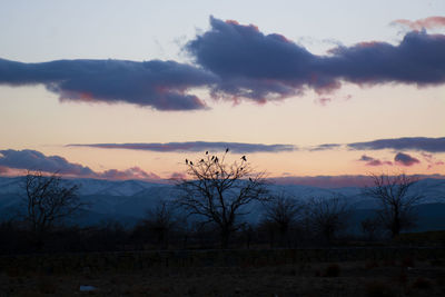 Silhouette bare trees on field against sky during sunset